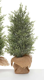 Fresh Conifer Pine Tree | Small