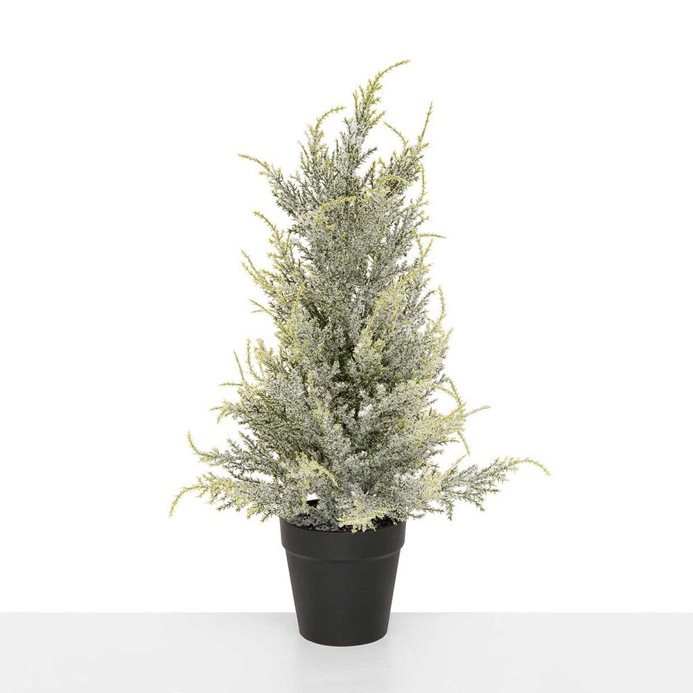 Winter Snow Pine Tree | Medium